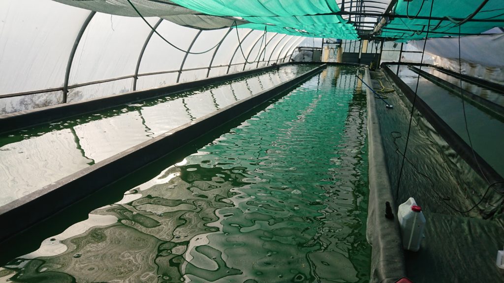 expertise aquaculture environnement innovation biologie marine recherche et développement judiciaire cour d'appel pisciculture conchyliculture algoculture