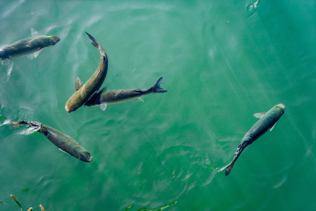expertise aquaculture environnement innovation biologie marine recherche et développement judiciaire cour d'appel pisciculture conchyliculture algoculture